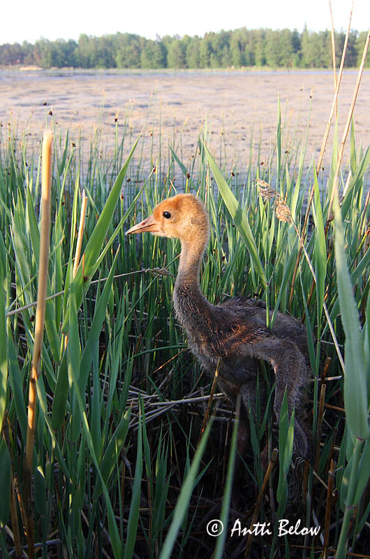 Avainsanat: Grua Trane Kraanvogel Common Crane Sookurg Kurki Grue cendrée Kranich Daru Grátrana Gru Grou-comum Grus grus Grulla Común Trana