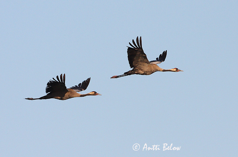 Avainsanat: Grua Trane Kraanvogel Common Crane Sookurg Kurki Grue cendrée Kranich Daru Grátrana Gru Grou-comum Grus grus Grulla Común Trana