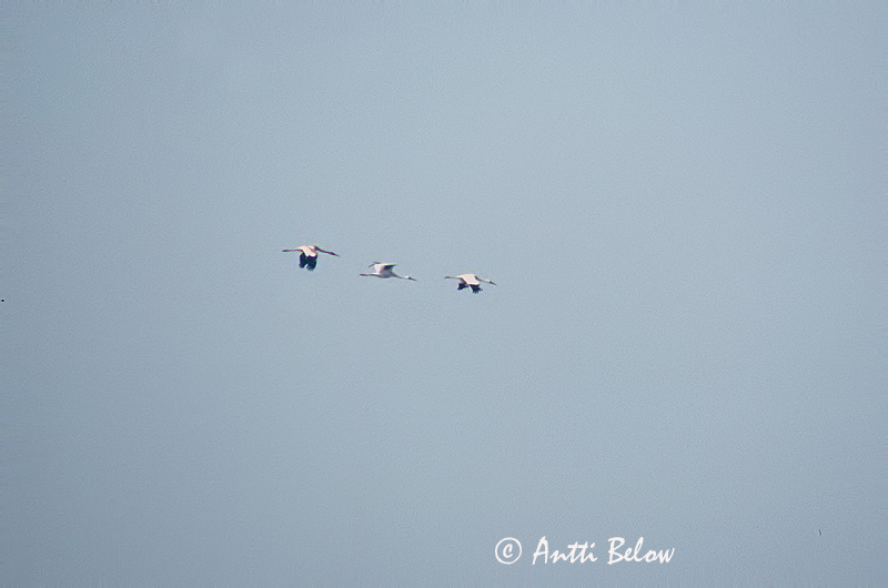 poor quality
Avainsanat: Snetrane Siberische witte kraanvogel Siberian Crane Grue de Sibérie Schneekranich Szibériai daru Snjótrana Gru siberiana Snøtrane Grou-branco Grus leucogeranus Grulla Siberiana Snötrana Lumikurki