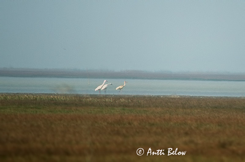 poor quality
Avainsanat: Snetrane Siberische witte kraanvogel Siberian Crane Grue de Sibérie Schneekranich Szibériai daru Snjótrana Gru siberiana Snøtrane Grou-branco Grus leucogeranus Grulla Siberiana Snötrana Lumikurki