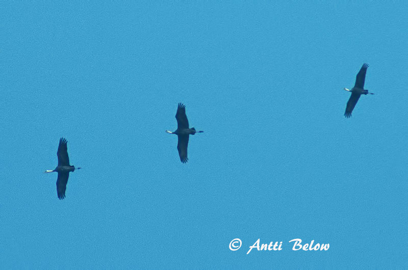 Avainsanat: Monnikskraanvogel Hooded Crane Grue moine Nonnenkranich Hvithodetrane Grus monacha Grulla Monje Munktrana Munkkikurki
