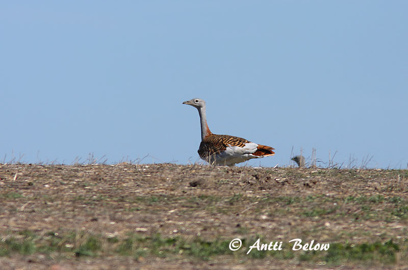 Avainsanat: Pioc salvatge Stortrappe Grote trap Great Bustard Suurtrapp Isotrappi Outarde barbue Großtrappe Túzok Trölladoðra Otarda Stortrappe Abetarda-comum Otis tarda Avutarda Común Stortrapp
