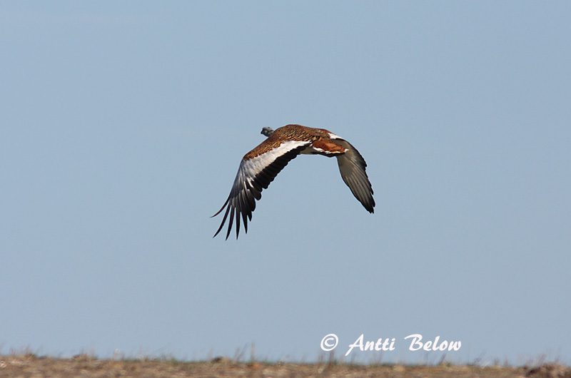 Avainsanat: Pioc salvatge Stortrappe Grote trap Great Bustard Suurtrapp Isotrappi Outarde barbue Großtrappe Túzok Trölladoðra Otarda Stortrappe Abetarda-comum Otis tarda Avutarda Común Stortrapp