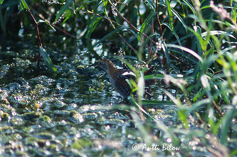 Avainsanat: Rasclet Dværgrørvagtel Kleinst waterhoen Baillon's Crake Kääpiöhuitti Marouette de Baillon Zwergsumpfhuhn Törpe vízicsibe Dvergrella Dvergrikse Franga-d'água-pequena Porzana pusilla Polluela Chica Dvärgsumphöna