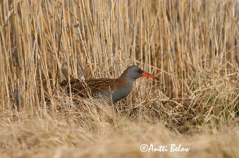 Lemland, Finland
5/2006
Avainsanat: Rascló Vandrikse Waterral Water Rail Rooruik Luhtakana Râle d'eau Wasseralle Guvat Keldusvín Porciglione Vannrikse Frango-d'água Rallus aquaticus Rascón Europeo Vattenrall