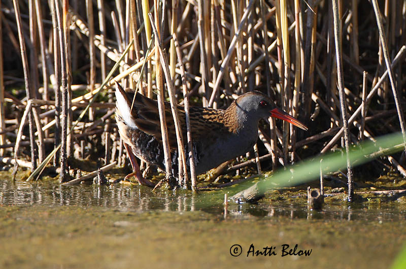 Avainsanat: Rascló Vandrikse Waterral Water Rail Rooruik Luhtakana Râle d'eau Wasseralle Guvat Keldusvín Porciglione Vannrikse Frango-d'água Rallus aquaticus Rascón Europeo Vattenrall