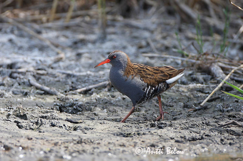 Avainsanat: Rascló Vandrikse Waterral Water Rail Rooruik Luhtakana Râle d'eau Wasseralle Guvat Keldusvín Porciglione Vannrikse Frango-d'água Rallus aquaticus Rascón Europeo Vattenrall