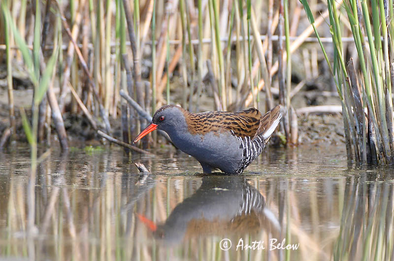 Avainsanat: Rascló Vandrikse Waterral Water Rail Rooruik Luhtakana Râle d'eau Wasseralle Guvat Keldusvín Porciglione Vannrikse Frango-d'água Rallus aquaticus Rascón Europeo Vattenrall