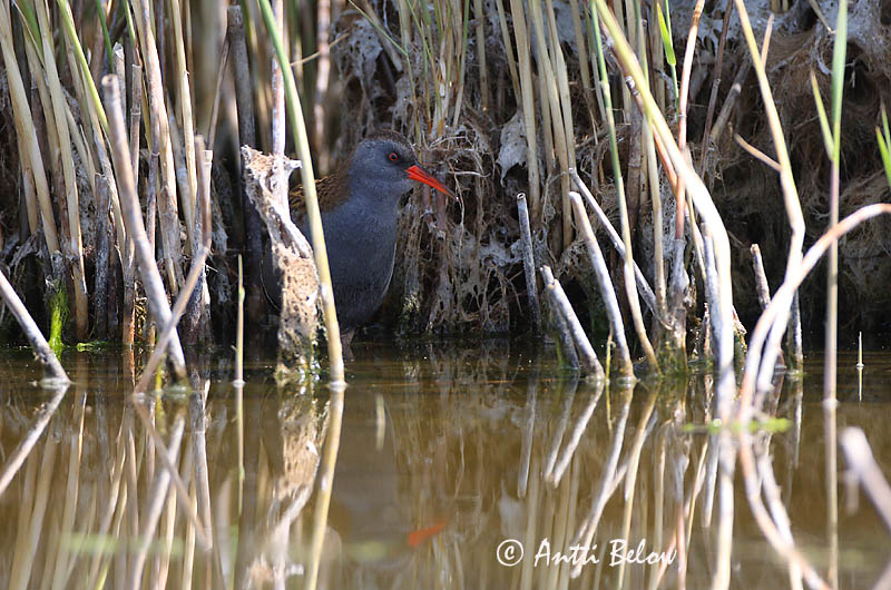 Avainsanat: Rascló Vandrikse Waterral Water Rail Rooruik Luhtakana Râle d'eau Wasseralle Guvat Keldusvín Porciglione Vannrikse Frango-d'água Rallus aquaticus Rascón Europeo Vattenrall