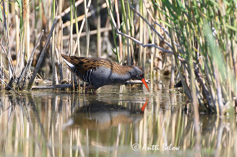 Avainsanat: Rascló Vandrikse Waterral Water Rail Rooruik Luhtakana Râle d'eau Wasseralle Guvat Keldusvín Porciglione Vannrikse Frango-d'água Rallus aquaticus Rascón Europeo Vattenrall