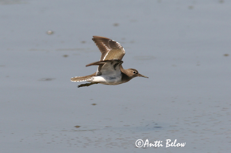 Avainsanat: Xivitona vulgar Mudderklire Oeverloper Common Sandpiper Vihitaja Rantasipi Chevalier guignette Flußuferläufer Billegeto cankó Lindastelkur Piro-piro piccolo Strandsnipe Maçarico-das-rochas Actitis hypoleucos Andarríos Chico Drillsnäppa