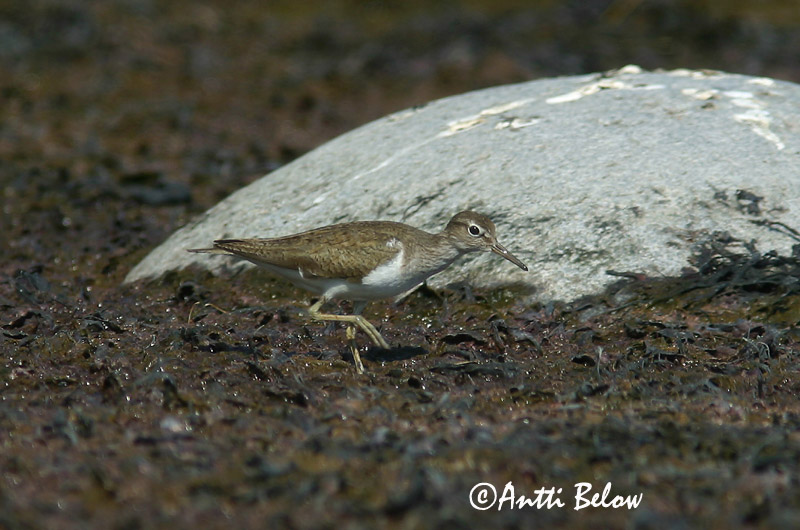 Avainsanat: Xivitona vulgar Mudderklire Oeverloper Common Sandpiper Vihitaja Rantasipi Chevalier guignette Flußuferläufer Billegeto cankó Lindastelkur Piro-piro piccolo Strandsnipe Maçarico-das-rochas Actitis hypoleucos Andarríos Chico Drillsnäppa
