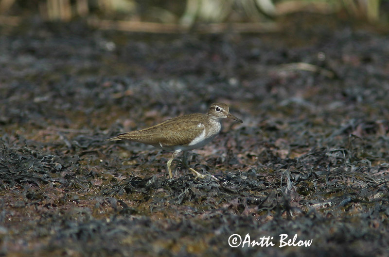 Avainsanat: Xivitona vulgar Mudderklire Oeverloper Common Sandpiper Vihitaja Rantasipi Chevalier guignette Flußuferläufer Billegeto cankó Lindastelkur Piro-piro piccolo Strandsnipe Maçarico-das-rochas Actitis hypoleucos Andarríos Chico Drillsnäppa