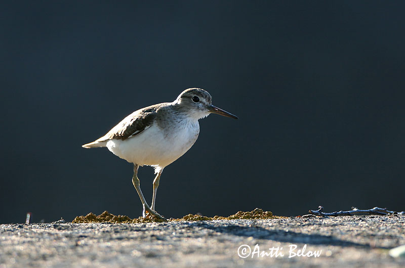 Avainsanat: Xivitona vulgar Mudderklire Oeverloper Common Sandpiper Vihitaja Rantasipi Chevalier guignette Flußuferläufer Billegeto cankó Lindastelkur Piro-piro piccolo Strandsnipe Maçarico-das-rochas Actitis hypoleucos Andarríos Chico Drillsnäppa