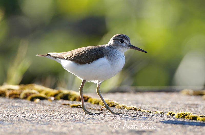 Avainsanat: Xivitona vulgar Mudderklire Oeverloper Common Sandpiper Vihitaja Rantasipi Chevalier guignette Flußuferläufer Billegeto cankó Lindastelkur Piro-piro piccolo Strandsnipe Maçarico-das-rochas Actitis hypoleucos Andarríos Chico Drillsnäppa