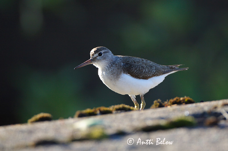 Avainsanat: Xivitona vulgar Mudderklire Oeverloper Common Sandpiper Vihitaja Rantasipi Chevalier guignette Flußuferläufer Billegeto cankó Lindastelkur Piro-piro piccolo Strandsnipe Maçarico-das-rochas Actitis hypoleucos Andarríos Chico Drillsnäppa