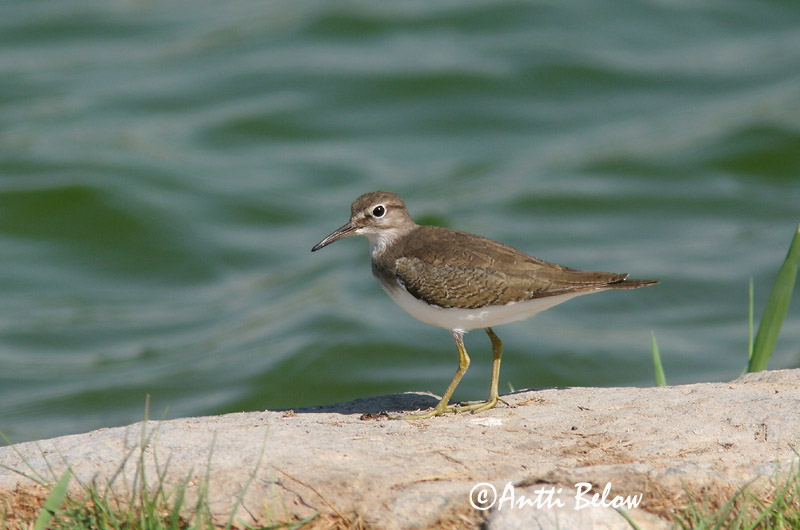 Avainsanat: Xivitona vulgar Mudderklire Oeverloper Common Sandpiper Vihitaja Rantasipi Chevalier guignette Flußuferläufer Billegeto cankó Lindastelkur Piro-piro piccolo Strandsnipe Maçarico-das-rochas Actitis hypoleucos Andarríos Chico Drillsnäppa