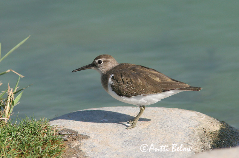Avainsanat: Xivitona vulgar Mudderklire Oeverloper Common Sandpiper Vihitaja Rantasipi Chevalier guignette Flußuferläufer Billegeto cankó Lindastelkur Piro-piro piccolo Strandsnipe Maçarico-das-rochas Actitis hypoleucos Andarríos Chico Drillsnäppa