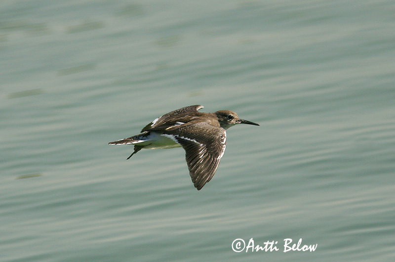 Avainsanat: Xivitona vulgar Mudderklire Oeverloper Common Sandpiper Vihitaja Rantasipi Chevalier guignette Flußuferläufer Billegeto cankó Lindastelkur Piro-piro piccolo Strandsnipe Maçarico-das-rochas Actitis hypoleucos Andarríos Chico Drillsnäppa