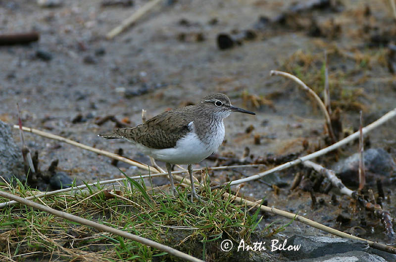 Avainsanat: Xivitona vulgar Mudderklire Oeverloper Common Sandpiper Vihitaja Rantasipi Chevalier guignette Flußuferläufer Billegeto cankó Lindastelkur Piro-piro piccolo Strandsnipe Maçarico-das-rochas Actitis hypoleucos Andarríos Chico Drillsnäppa