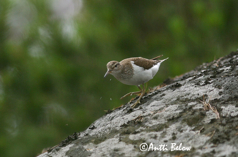 Avainsanat: Xivitona vulgar Mudderklire Oeverloper Common Sandpiper Vihitaja Rantasipi Chevalier guignette Flußuferläufer Billegeto cankó Lindastelkur Piro-piro piccolo Strandsnipe Maçarico-das-rochas Actitis hypoleucos Andarríos Chico Drillsnäppa