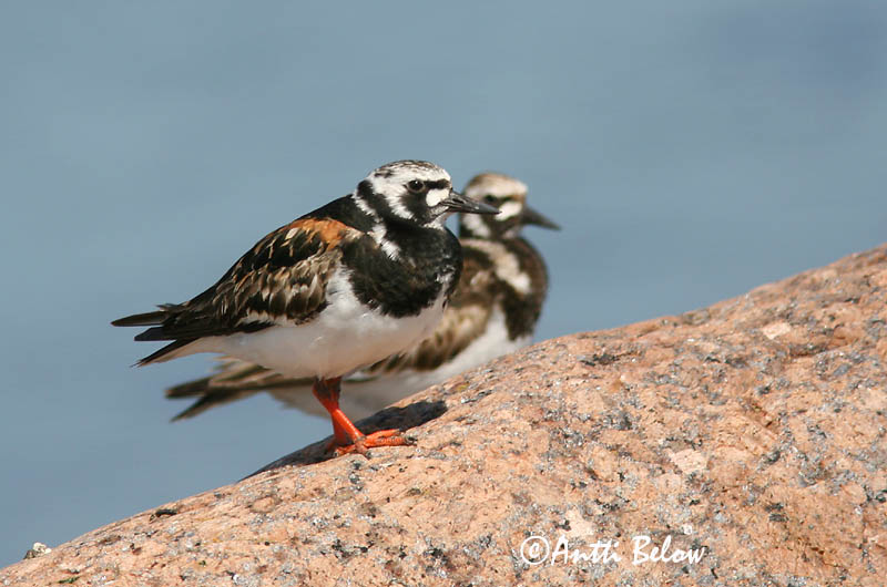 Avainsanat: Remena-rocs Stenvender Steenloper Ruddy Turnstone Kivirullija Karikukko Tournepierre à collier Steinwälzer Köforgató Tildra Steinvender Rola-do-mar Arenaria interpres Vuelvepiedras Común Roskarl