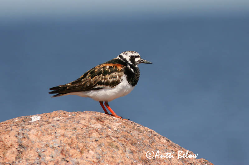 Avainsanat: Remena-rocs Stenvender Steenloper Ruddy Turnstone Kivirullija Karikukko Tournepierre à collier Steinwälzer Köforgató Tildra Steinvender Rola-do-mar Arenaria interpres Vuelvepiedras Común Roskarl