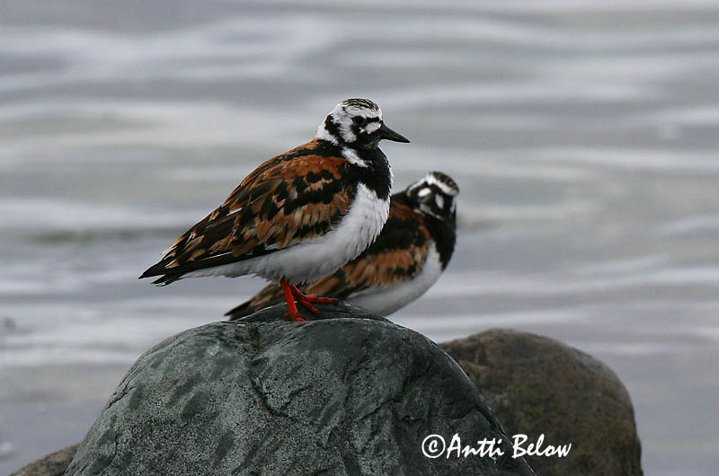 Avainsanat: Remena-rocs Stenvender Steenloper Ruddy Turnstone Kivirullija Karikukko Tournepierre à collier Steinwälzer Köforgató Tildra Steinvender Rola-do-mar Arenaria interpres Vuelvepiedras Común Roskarl