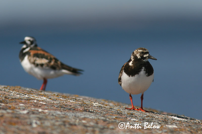 Avainsanat: Remena-rocs Stenvender Steenloper Ruddy Turnstone Kivirullija Karikukko Tournepierre à collier Steinwälzer Köforgató Tildra Steinvender Rola-do-mar Arenaria interpres Vuelvepiedras Común Roskarl