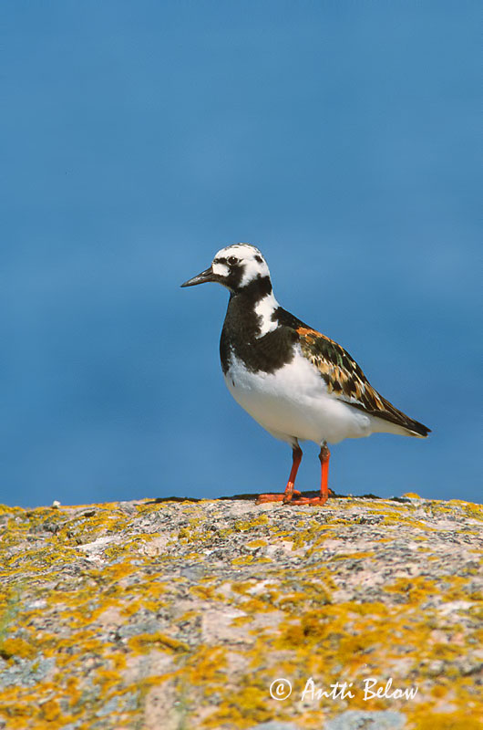 Avainsanat: Remena-rocs Stenvender Steenloper Ruddy Turnstone Kivirullija Karikukko Tournepierre à collier Steinwälzer Köforgató Tildra Steinvender Rola-do-mar Arenaria interpres Vuelvepiedras Común Roskarl