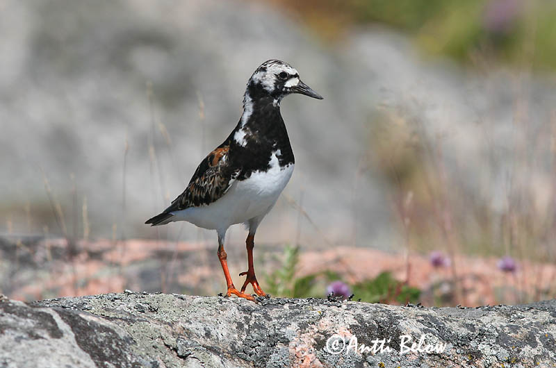 Avainsanat: Remena-rocs Stenvender Steenloper Ruddy Turnstone Kivirullija Karikukko Tournepierre à collier Steinwälzer Köforgató Tildra Steinvender Rola-do-mar Arenaria interpres Vuelvepiedras Común Roskarl