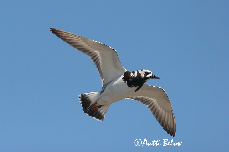Avainsanat: Remena-rocs Stenvender Steenloper Ruddy Turnstone Kivirullija Karikukko Tournepierre à collier Steinwälzer Köforgató Tildra Steinvender Rola-do-mar Arenaria interpres Vuelvepiedras Común Roskarl
