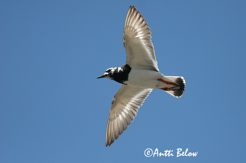 Avainsanat: Remena-rocs Stenvender Steenloper Ruddy Turnstone Kivirullija Karikukko Tournepierre à collier Steinwälzer Köforgató Tildra Steinvender Rola-do-mar Arenaria interpres Vuelvepiedras Común Roskarl