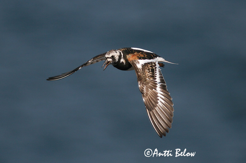 Avainsanat: Remena-rocs Stenvender Steenloper Ruddy Turnstone Kivirullija Karikukko Tournepierre à collier Steinwälzer Köforgató Tildra Steinvender Rola-do-mar Arenaria interpres Vuelvepiedras Común Roskarl