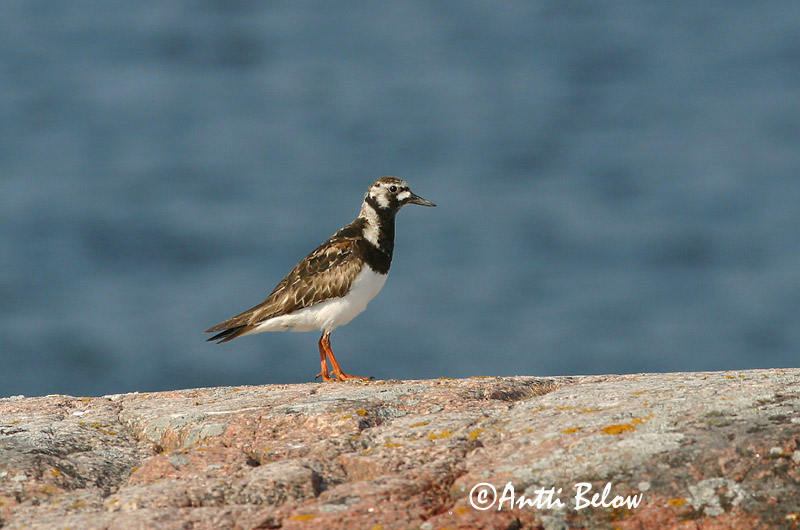 Avainsanat: Remena-rocs Stenvender Steenloper Ruddy Turnstone Kivirullija Karikukko Tournepierre à collier Steinwälzer Köforgató Tildra Steinvender Rola-do-mar Arenaria interpres Vuelvepiedras Común Roskarl