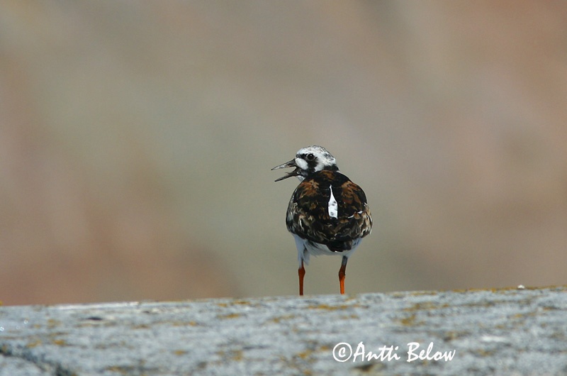 Avainsanat: Remena-rocs Stenvender Steenloper Ruddy Turnstone Kivirullija Karikukko Tournepierre à collier Steinwälzer Köforgató Tildra Steinvender Rola-do-mar Arenaria interpres Vuelvepiedras Común Roskarl
