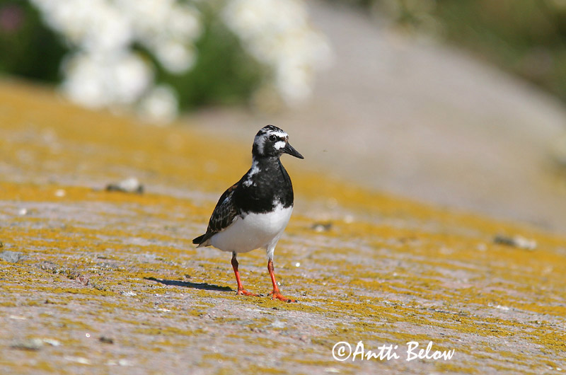 Avainsanat: Remena-rocs Stenvender Steenloper Ruddy Turnstone Kivirullija Karikukko Tournepierre à collier Steinwälzer Köforgató Tildra Steinvender Rola-do-mar Arenaria interpres Vuelvepiedras Común Roskarl