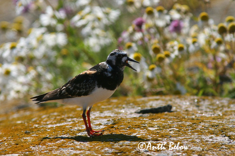 Avainsanat: Remena-rocs Stenvender Steenloper Ruddy Turnstone Kivirullija Karikukko Tournepierre à collier Steinwälzer Köforgató Tildra Steinvender Rola-do-mar Arenaria interpres Vuelvepiedras Común Roskarl