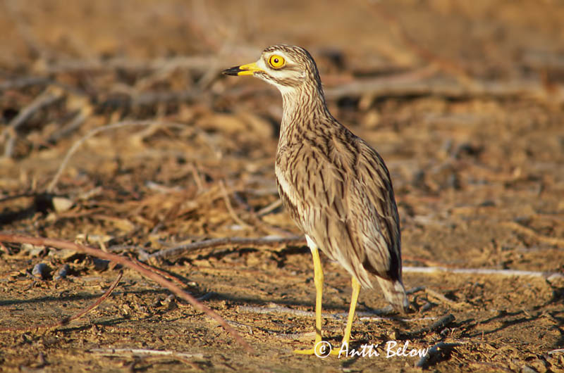 Avainsanat: Torlit Triel Griel Stone-curlew Jämejalg Paksujalka Oedicnème criard Triel Ugartyúk Tríll Occhione Alcaravão Burhinus oedicnemus Alcaraván Común Tjockfot