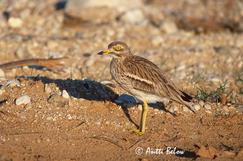 Avainsanat: Torlit Triel Griel Stone-curlew Jämejalg Paksujalka Oedicnème criard Triel Ugartyúk Tríll Occhione Alcaravão Burhinus oedicnemus Alcaraván Común Tjockfot