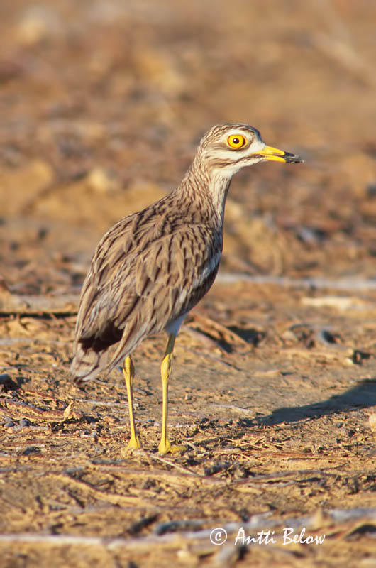 Avainsanat: Torlit Triel Griel Stone-curlew Jämejalg Paksujalka Oedicnème criard Triel Ugartyúk Tríll Occhione Alcaravão Burhinus oedicnemus Alcaraván Común Tjockfot