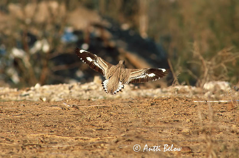 Avainsanat: Torlit Triel Griel Stone-curlew Jämejalg Paksujalka Oedicnème criard Triel Ugartyúk Tríll Occhione Alcaravão Burhinus oedicnemus Alcaraván Común Tjockfot