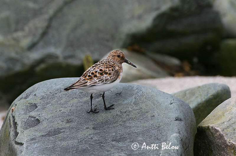 Norway
Avainsanat: Territ tresdits Sandløber Drieteenstrandloper Sanderling Leeterisla Pulmussirri Bécasseau sanderling Fenyérfutó Sanderla Piovanello tridattilo Sandløper Pilrito-sanderlingo Calidris alba Correlimos Tridáctilo Sandlöpare