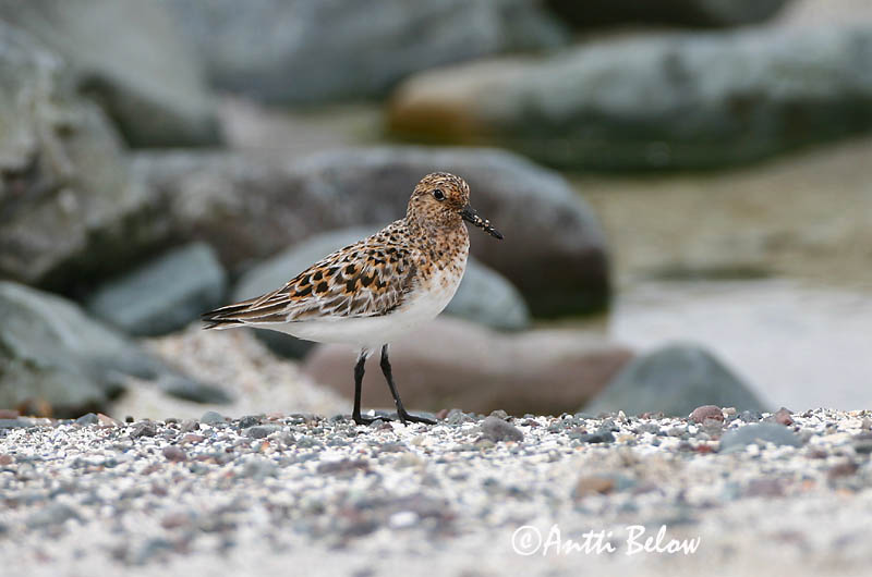 Norway
Avainsanat: Territ tresdits Sandløber Drieteenstrandloper Sanderling Leeterisla Pulmussirri Bécasseau sanderling Fenyérfutó Sanderla Piovanello tridattilo Sandløper Pilrito-sanderlingo Calidris alba Correlimos Tridáctilo Sandlöpare