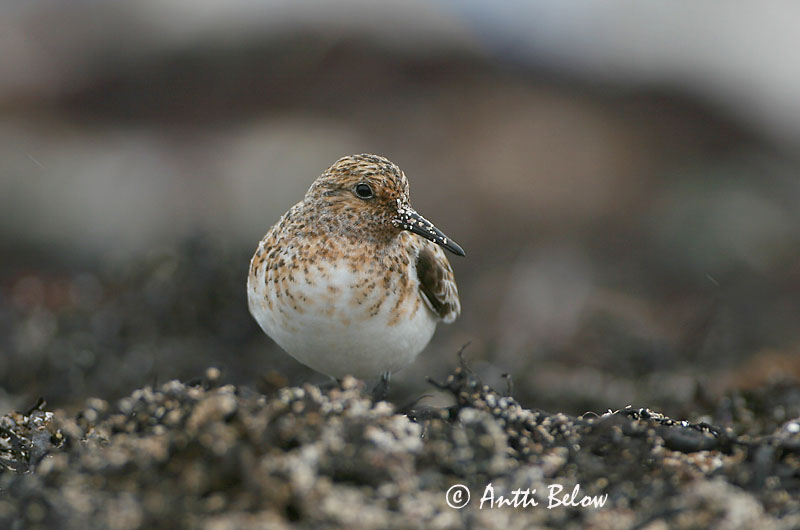 Norway
Avainsanat: Territ tresdits Sandløber Drieteenstrandloper Sanderling Leeterisla Pulmussirri Bécasseau sanderling Fenyérfutó Sanderla Piovanello tridattilo Sandløper Pilrito-sanderlingo Calidris alba Correlimos Tridáctilo Sandlöpare