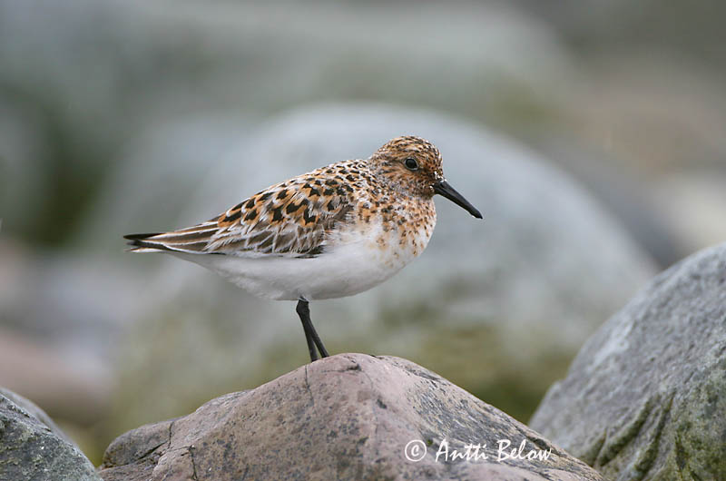 Norway
Avainsanat: Territ tresdits Sandløber Drieteenstrandloper Sanderling Leeterisla Pulmussirri Bécasseau sanderling Fenyérfutó Sanderla Piovanello tridattilo Sandløper Pilrito-sanderlingo Calidris alba Correlimos Tridáctilo Sandlöpare