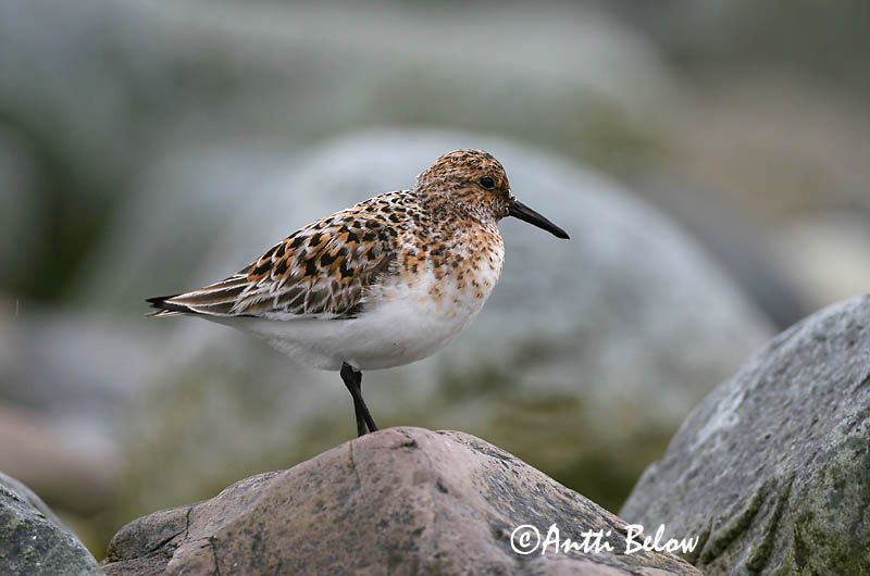 Norway
Avainsanat: Territ tresdits Sandløber Drieteenstrandloper Sanderling Leeterisla Pulmussirri Bécasseau sanderling Fenyérfutó Sanderla Piovanello tridattilo Sandløper Pilrito-sanderlingo Calidris alba Correlimos Tridáctilo Sandlöpare