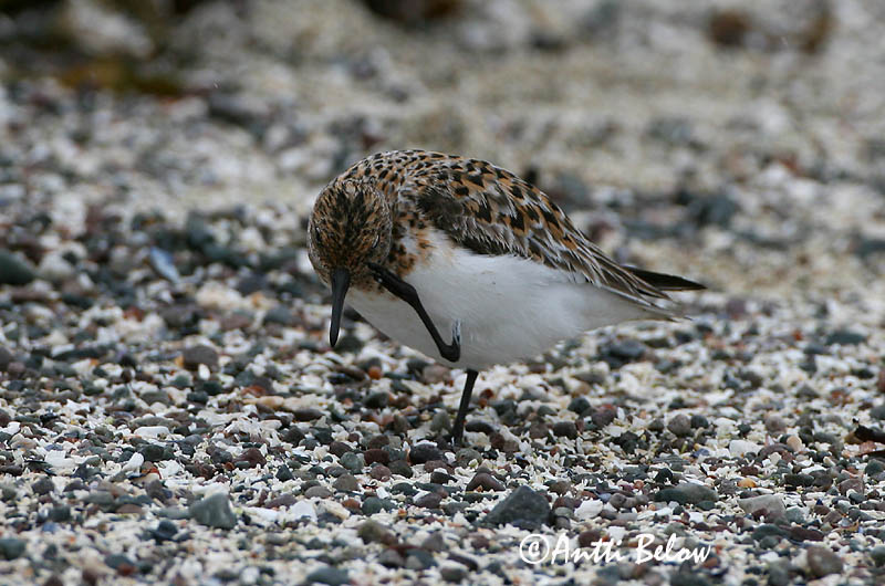 Norway
Avainsanat: Territ tresdits Sandløber Drieteenstrandloper Sanderling Leeterisla Pulmussirri Bécasseau sanderling Fenyérfutó Sanderla Piovanello tridattilo Sandløper Pilrito-sanderlingo Calidris alba Correlimos Tridáctilo Sandlöpare