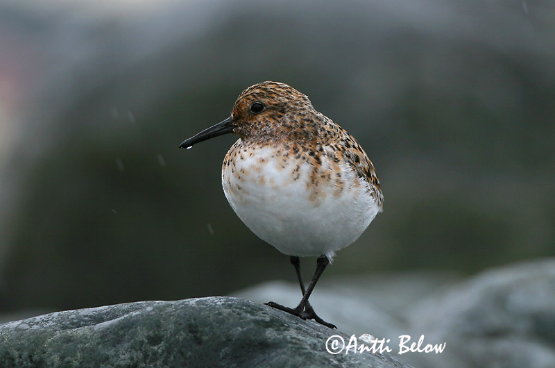 Norway
Avainsanat: Territ tresdits Sandløber Drieteenstrandloper Sanderling Leeterisla Pulmussirri Bécasseau sanderling Fenyérfutó Sanderla Piovanello tridattilo Sandløper Pilrito-sanderlingo Calidris alba Correlimos Tridáctilo Sandlöpare