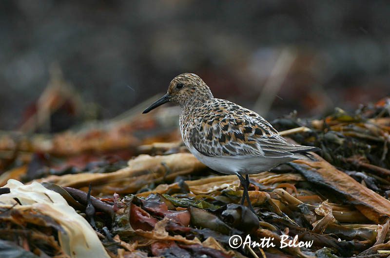 Norway
Avainsanat: Territ tresdits Sandløber Drieteenstrandloper Sanderling Leeterisla Pulmussirri Bécasseau sanderling Fenyérfutó Sanderla Piovanello tridattilo Sandløper Pilrito-sanderlingo Calidris alba Correlimos Tridáctilo Sandlöpare